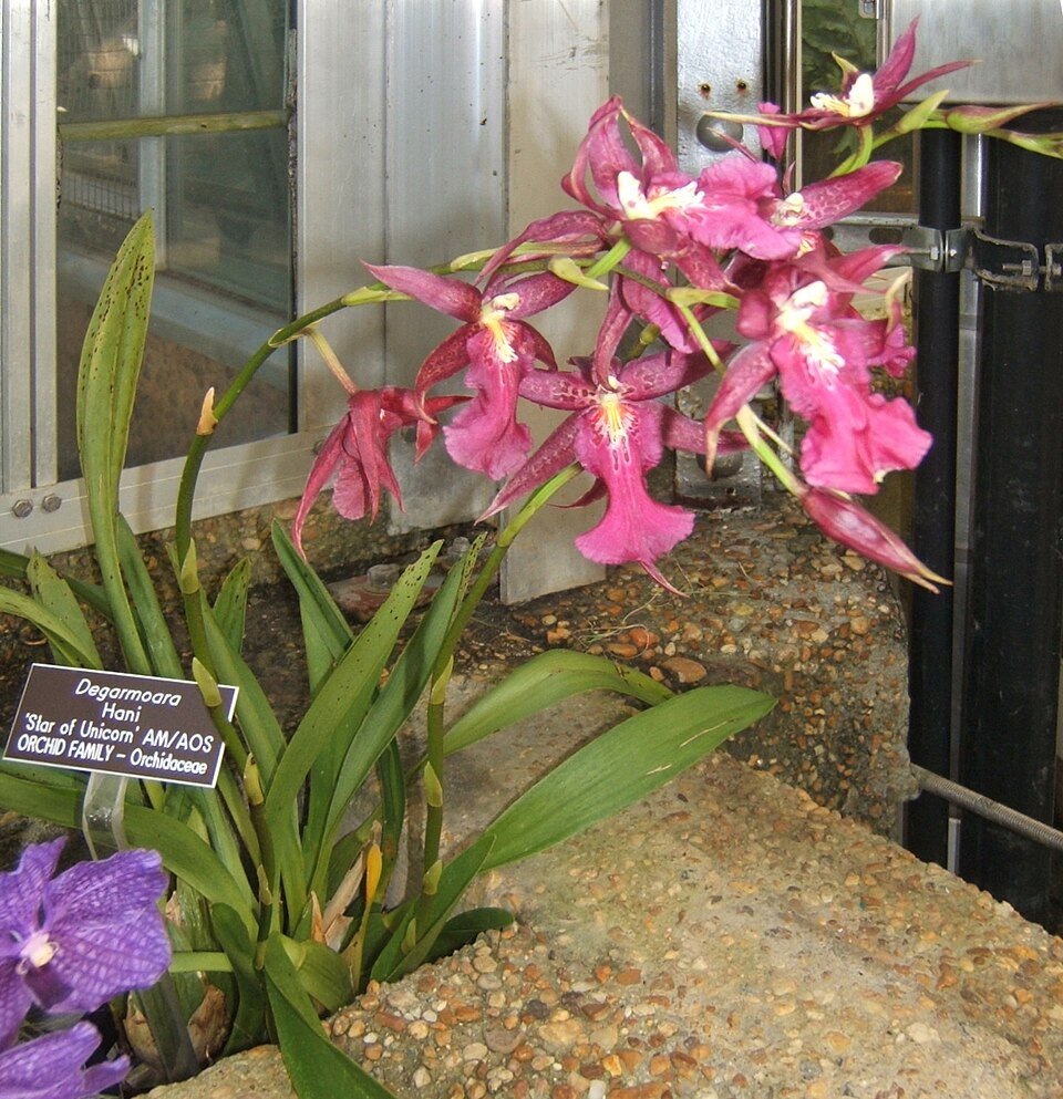 Prachtige bloeiende Degarmoara orchidee op groene stengel.