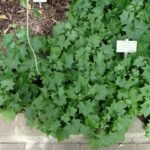 Delairea odorata met heldergroene bladeren in Kopenhagen Botanische Tuin.