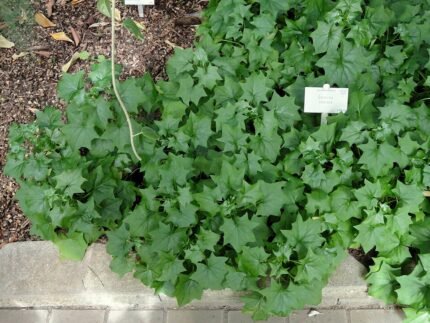 Delairea odorata met heldergroene bladeren in Kopenhagen Botanische Tuin.