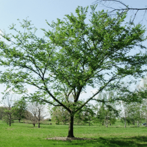 American Elm 'Delaware' tree with green leaves and slender trunk.