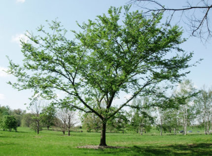 American Elm 'Delaware' tree with green leaves and slender trunk.