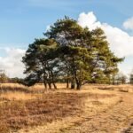 Prachtig natuurgebied van It Fryske Gea met grove den.