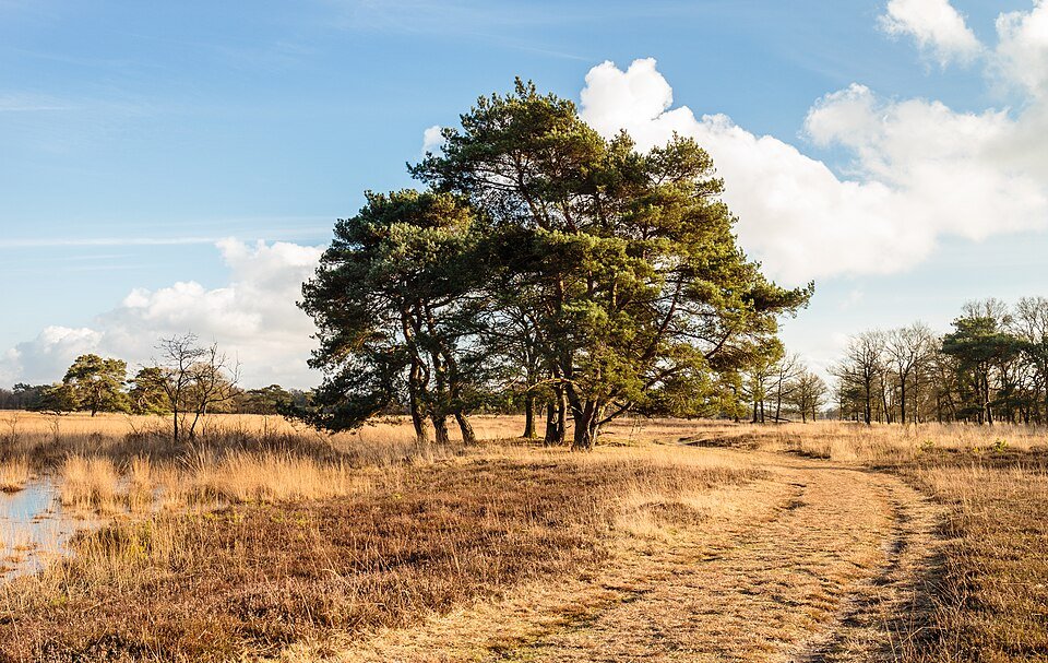 Prachtig natuurgebied van It Fryske Gea met grove den.