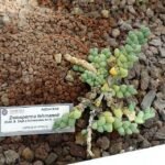 Delosperma lehmannii bloeiend in Romeins botanische tuin.