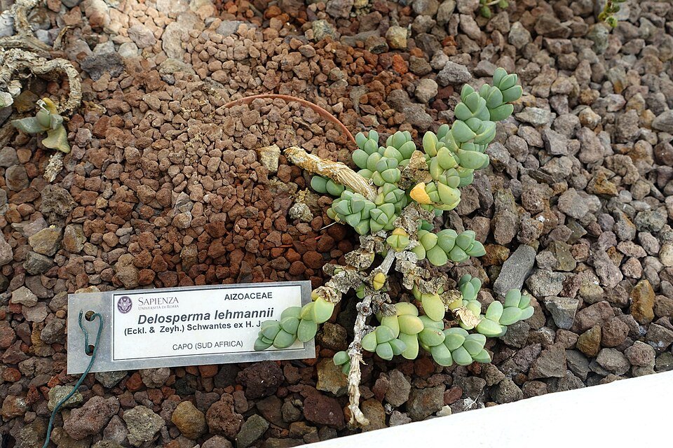 Delosperma lehmannii bloeiend in Romeins botanische tuin.