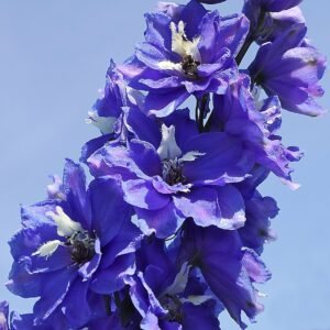 Blauwe Delphinium bloemen in volle bloei.
