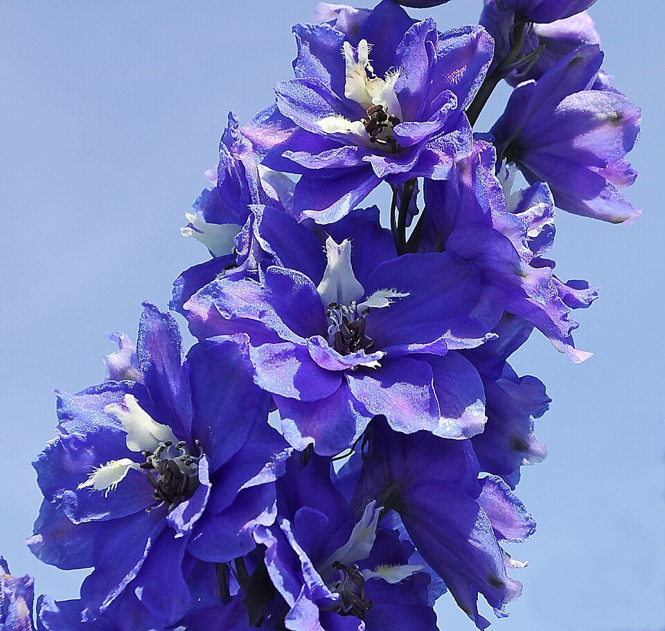 Blauwe Delphinium bloemen in volle bloei.