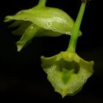 Dendrobium philippinense orchidee met witte bloemen en groene bladeren.