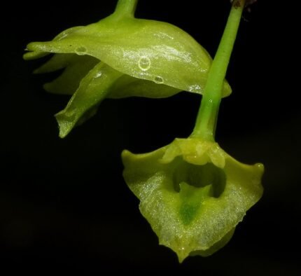 Dendrobium philippinense orchidee met witte bloemen en groene bladeren.