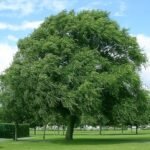 Haagse iepboom in schaduwrijke omgeving met groene bladeren en karakteristieke schors.
