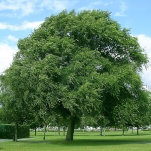 Haagse iepboom in schaduwrijke omgeving met groene bladeren en karakteristieke schors.