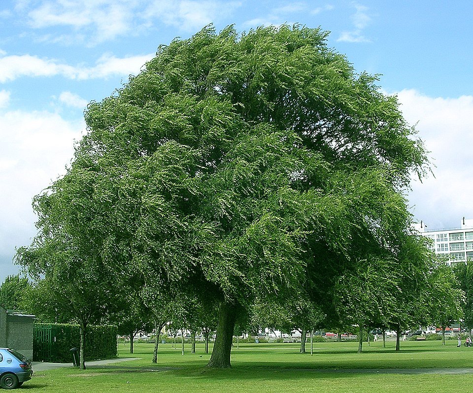 Haagse iepboom in schaduwrijke omgeving met groene bladeren en karakteristieke schors.