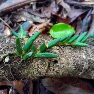 Dendrobium lichenastrum orchideeplant met delicate witte bloemen op groene stelen.