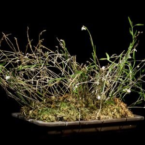 Dendrobium angulatum orchidee met witte bloemen en groene bladeren.