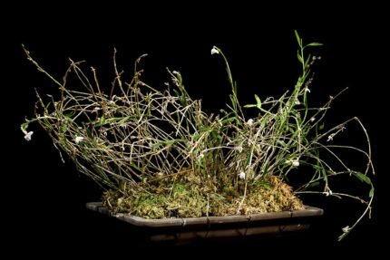 Dendrobium angulatum orchidee met witte bloemen en groene bladeren.