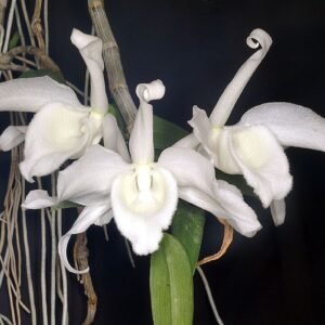 Witte Dendrobium anosmum var. alba orchidee bloem op kleigrond.