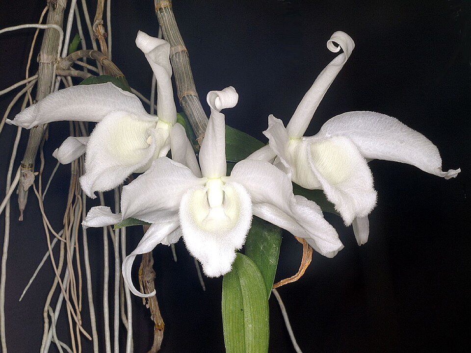 Witte Dendrobium anosmum var. alba orchidee bloem op kleigrond.