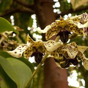 Paarse en witte Dendrobium atroviolaceum orchidee met delicate bloemblaadjes en groene bladeren.
