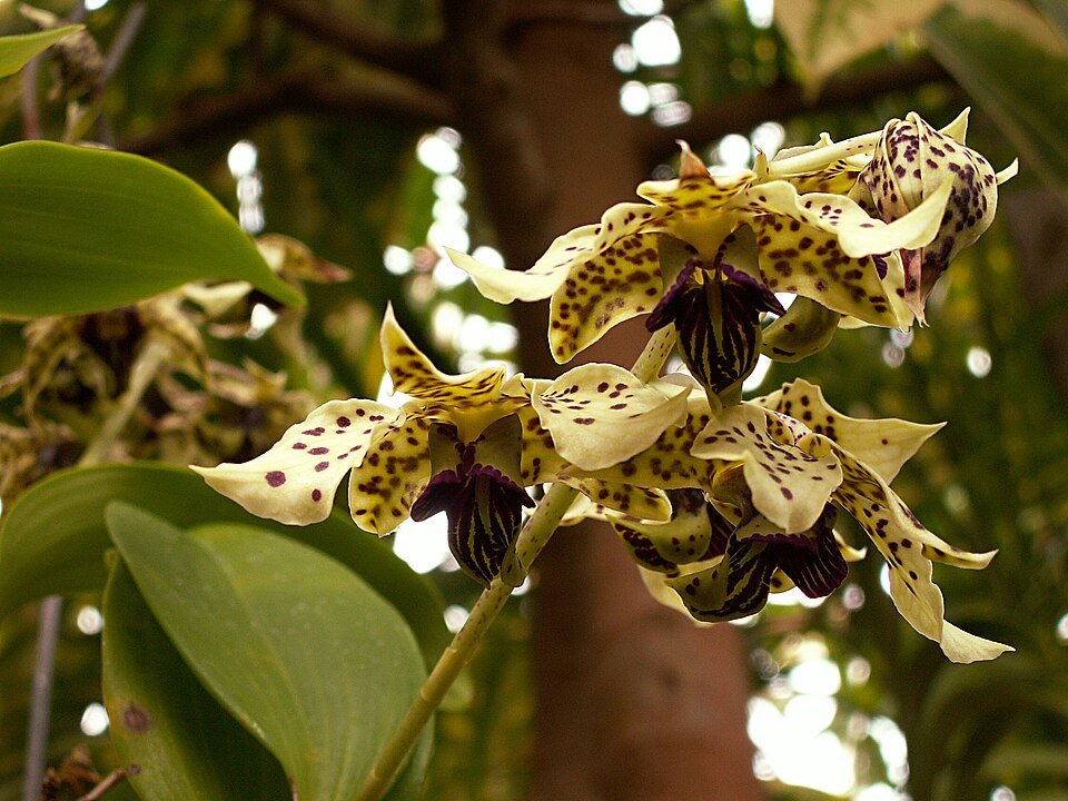 Paarse en witte Dendrobium atroviolaceum orchidee met delicate bloemblaadjes en groene bladeren.