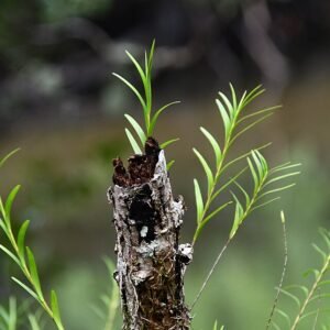 Paarse Dendrobium baileyi orchidee bloemen op groene bladeren.