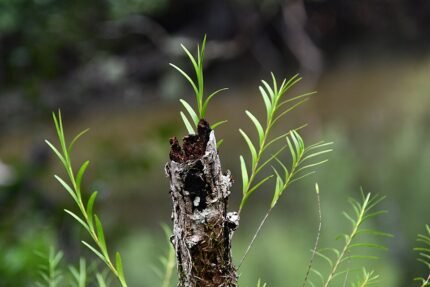 Paarse Dendrobium baileyi orchidee bloemen op groene bladeren.