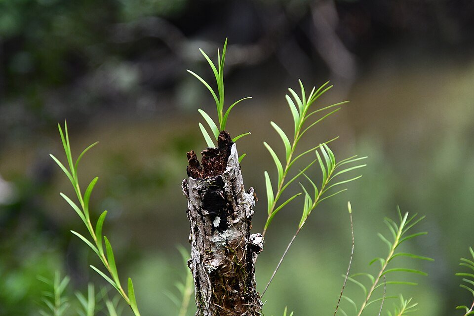 Paarse Dendrobium baileyi orchidee bloemen op groene bladeren.