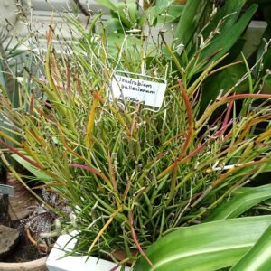 Dendrobium bullenianum orchidee met paarse bloemen in Conservatory of Flowers, San Francisco.
