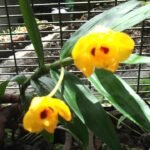 Gele bloemen van Dendrobium chrysanthum orchidee met groene bladeren, India.