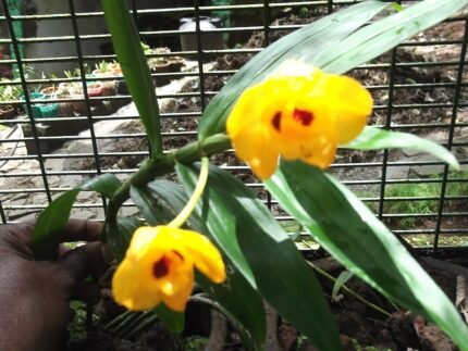 Gele bloemen van Dendrobium chrysanthum orchidee met groene bladeren, India.