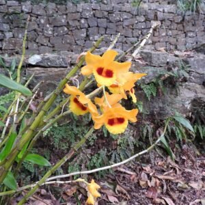 White and purple Dendrobium gibsonii orchid with green leaves on Indian background.