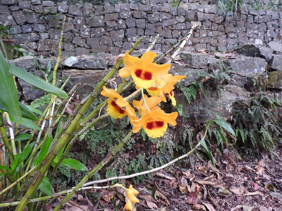 White and purple Dendrobium gibsonii orchid with green leaves on Indian background.