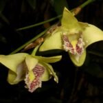 Yellow-flowered Dendrobium junceum orchid with green leaves on blurred background.