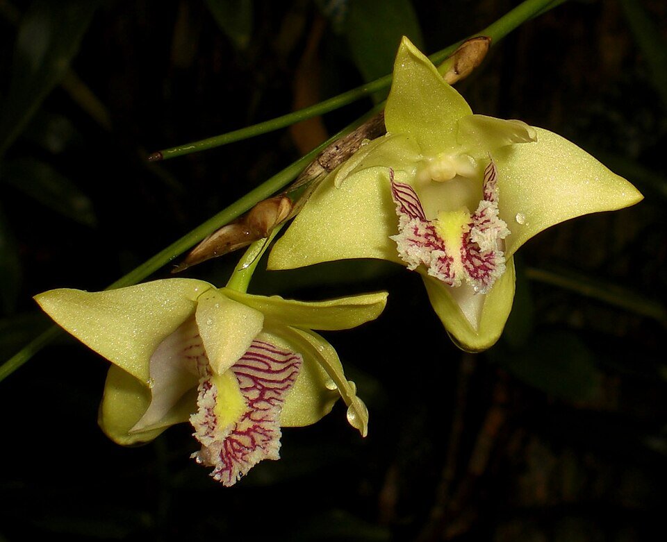 Yellow-flowered Dendrobium junceum orchid with green leaves on blurred background.
