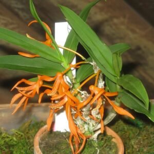 Dendrobium lamyaiae orchidee bloem in paars met witte stippen.