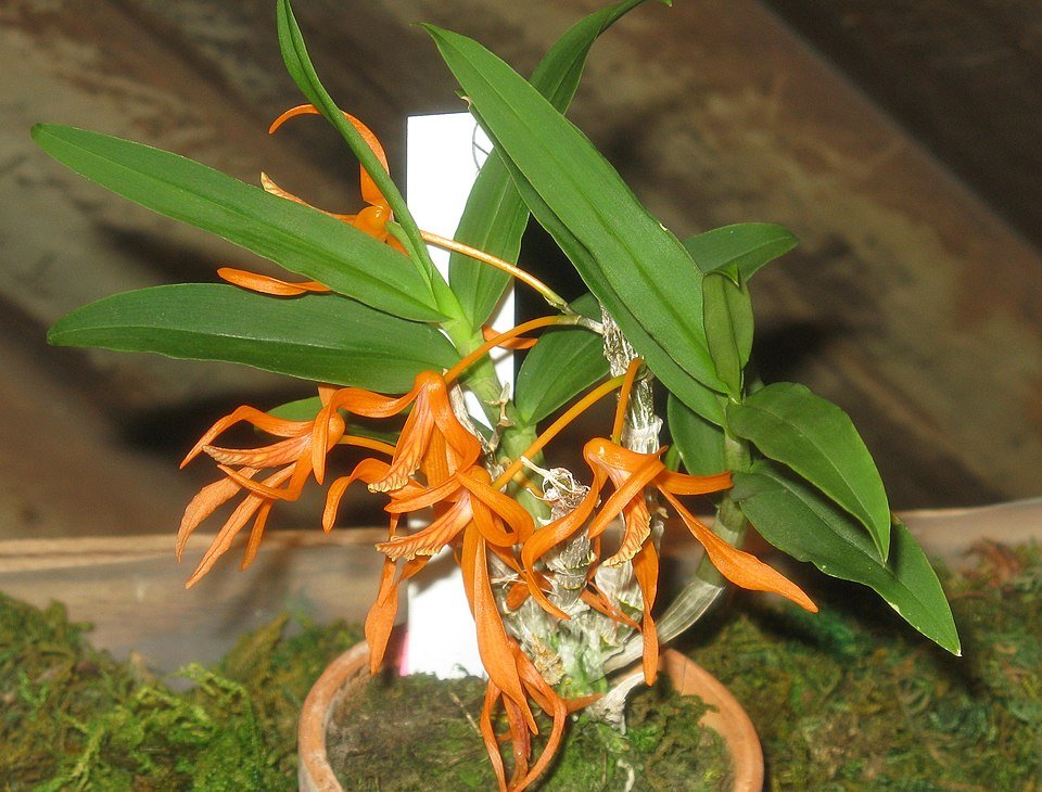Dendrobium lamyaiae orchidee bloem in paars met witte stippen.