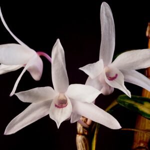 Bloeiende Dendrobium moniliforme orchidee met witte en gele bloemen.