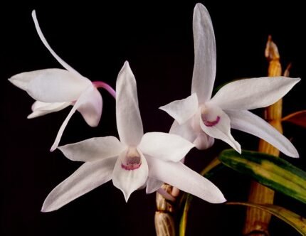 Bloeiende Dendrobium moniliforme orchidee met witte en gele bloemen.