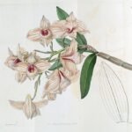 Bloeiende Dendrobium moschatum orchidee in gele en paarse tinten.