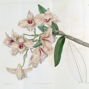 Bloeiende Dendrobium moschatum orchidee in gele en paarse tinten.