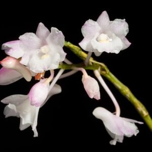 Bloeiende Dendrobium mutabile orchidee in wit en paars op groene achtergrond.