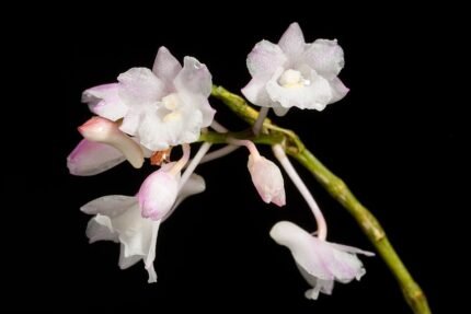 Bloeiende Dendrobium mutabile orchidee in wit en paars op groene achtergrond.