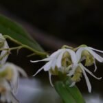 Dendrobium nanum orchidee met witte bloemen en groene bladeren in pot.
