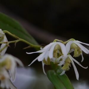 Dendrobium nanum orchidee met witte bloemen en groene bladeren in pot.