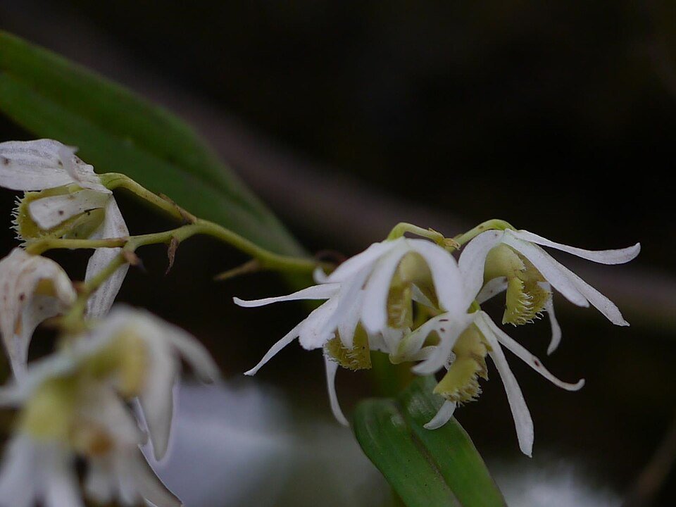 Dendrobium nanum orchidee met witte bloemen en groene bladeren in pot.