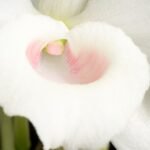 Roze Dendrobium nobile orchidee bloemen op groene stengel.