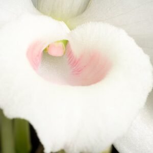 Roze Dendrobium nobile orchidee bloemen op groene stengel.