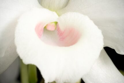 Roze Dendrobium nobile orchidee bloemen op groene stengel.