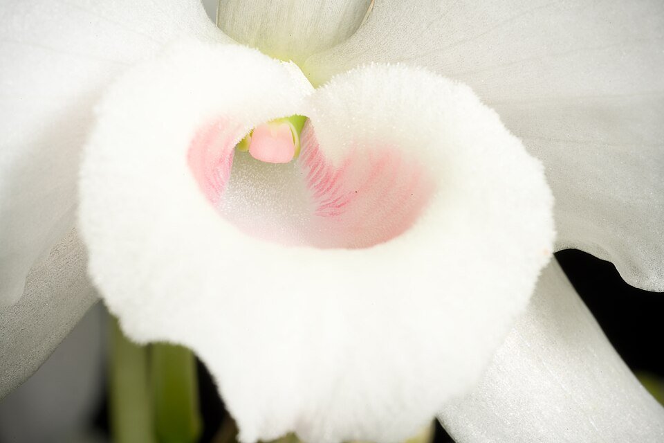 Roze Dendrobium nobile orchidee bloemen op groene stengel.