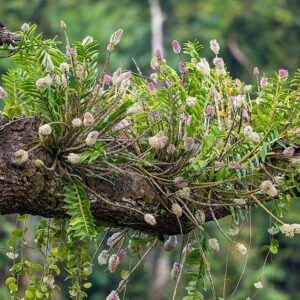 Bloeiende Dendrobium smillieae orchidee met paarse bloemen en groene bladeren.