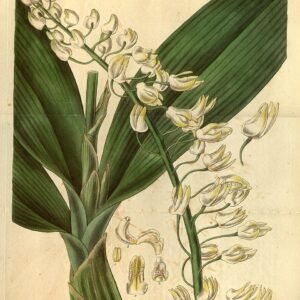 Bloeiende Dendrobium speciosum orchidee met witte en paarse bloemen.